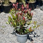 Červienka Fraserova (Photinia × fraseri) ´CARRÉ ROUGE´ - výška 40-60 cm, kont. C5L (-23°C)